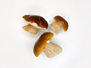 boletus edulis mushroom isolated