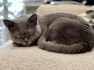 British shorthair grey cat falling asleep on sofa close up, cozy pet moment, adorable feline resting, domestic animal lifestyle, cute sleepy cat, home comfort, peaceful relaxation scene