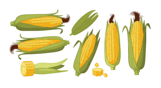 Collection of fresh ripe yellow corn ears with green husks and kernels.