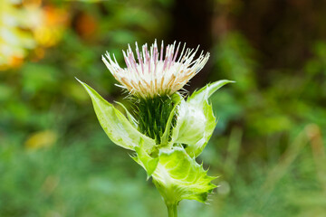 Blume