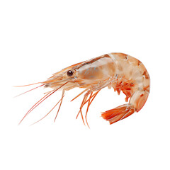 Fresh Shrimp on Display