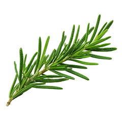 Fototapeta premium Fresh rosemary sprig isolated