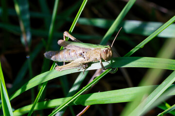 Heuschrecke