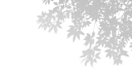 Gentle leaf shadows overlay for a serene and minimalist background, perfect for branding and design projects