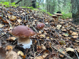 boletus edulis mushroom. mushrooms in the forest