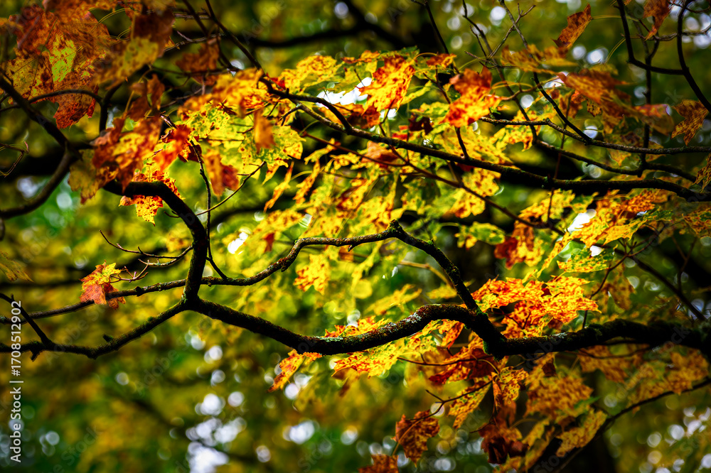 Canvas Prints sunlight illuminates a beautiful tree with leaves in various stages of changing fall color. the imag