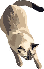 vector illustration of a top view cat
