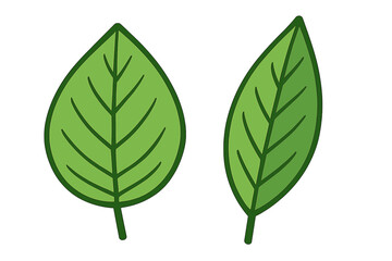 Naklejka premium Two green leaves side by side on white background, natural simplicity, organic beauty, fresh foliage illustration, cartoon vector, botanical nature design, eco-friendly concept