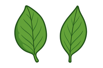 Two green leaves side by side with natural simplicity and organic beauty, vector cartoon illustration, fresh foliage, botanical nature elements for eco design