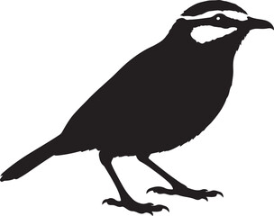 Obraz premium Black bird silhouette with white markings avian