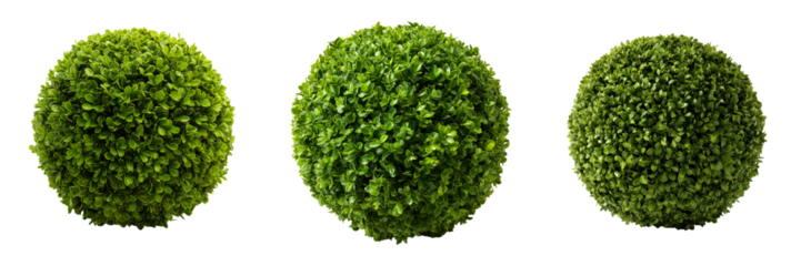 Three spherical green boxwood bushes arranged horizontally isolated on a transparent background plant