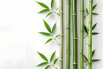 Green Bamboo Stalks and Leaves on White Background
