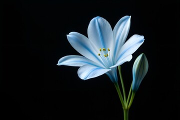 Fototapeta premium Light Blue Flower with Bud on Black Background