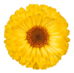 marigold flower isolated