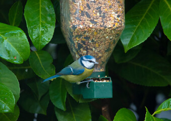 Mésange bleue