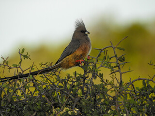 White-backed Mousebird at Dusk