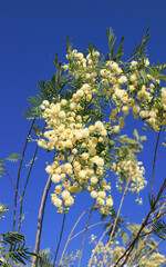 Acacia mearnsii, Black Wattle, creamy off-white puffball flowers against clear cloudless blue sky background in Spring, close up