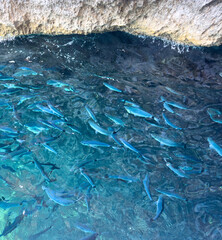 School of fish swims within the crystal clear Ionian Sea, Corfu island, Greece. Rocky cliffs, sunlight reflections on the water