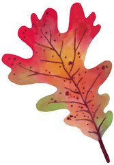 autumn maple leaf