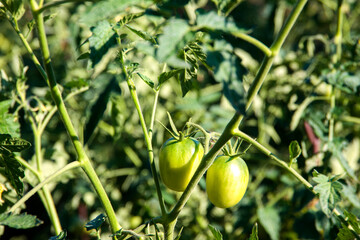 green tomato on a vine