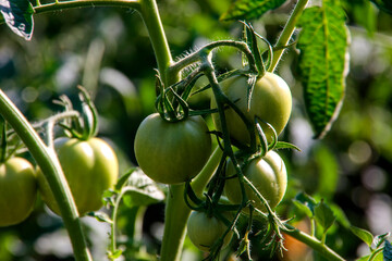 green tomatoes on a vine