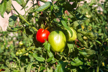 tomato on the vine