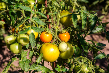 tomatoes on a tree