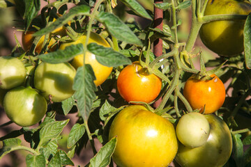 tomato on the vine
