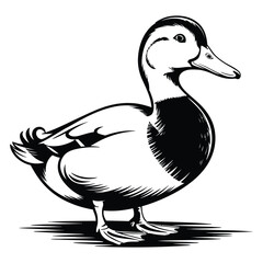 duck on white