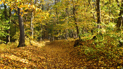 Fototapeta premium Carpet of fallen leaves on a forest path in autumn foliage. 