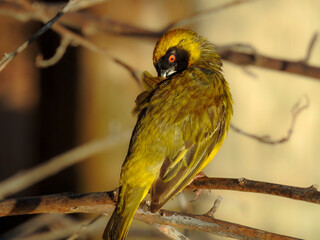Close-up of Southern Masked Weaver