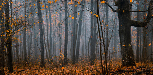 Atmospheric, beautiful forest on a foggy autumn day.  Fairy, autumnal, mysterious forest trees with...