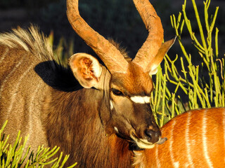 Male Nyala Licking Female