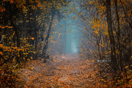 Mysterious pathway perspective. Footpath through the dark, hazy, autumnal, misty forest with high trees. An arch in the autumnal forest with yellow leaves on the ground.
