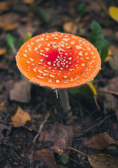 a toadstool on the forest floor. Close-up of the beautiful red cap.