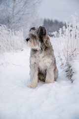 Fluffy dog sitting in snowy winter field with frosty plants around