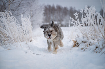 Happy dog running through snowy winter field in frosty nature