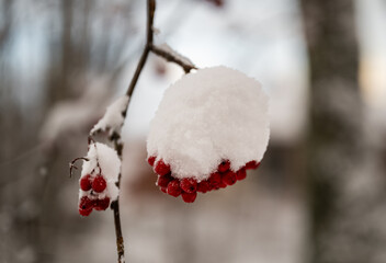 Cluster of red rowan berries covered with white snow in cold winter forest nature