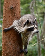 portrait of a raccoon clinging to tree