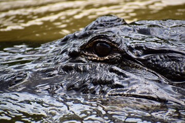  Alligator emerging from the water