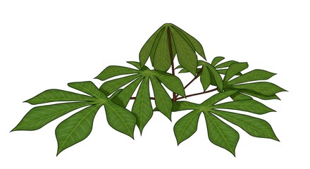Casava plant leaves isolated