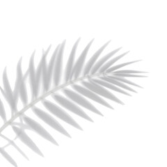 Fototapeta premium feather on white background