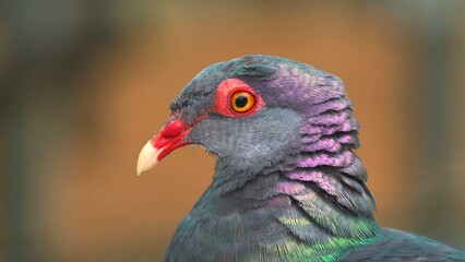 close up of a rainbow lorikeet