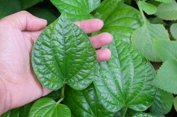 A hand holds a betel leaf, a local herbal plant that thrives in damp soil. It is known to expel...