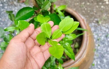 A hand holds a branch of the medicinal Andrographis paniculata plant. Its anti-inflammatory properties are used to relieve coughs, sore throats, and body pain.