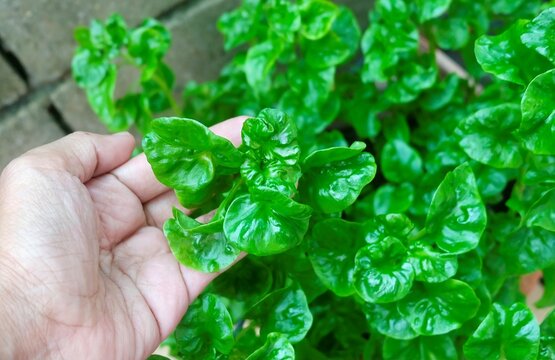 A hand gently holds a fresh watercress or sessile joyweed plant, an green grown for consumption in a home garden, highlighting its vibrant and healthy leaves.
