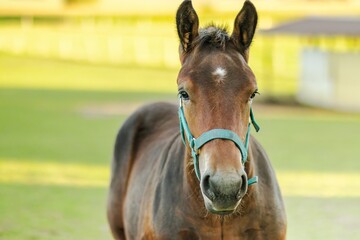 Brown horse with a blue halter stands in a lush green pasture, showcasing its strong physique and...
