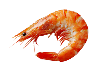 Fresh cooked shrimp isolated on white background