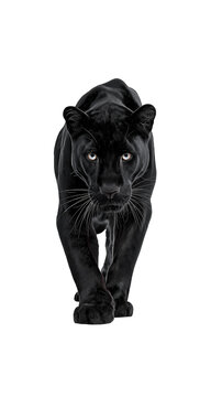 black panter isolated on white