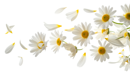 Dancing Daisies in the Breeze: A delicate dance of white daisies and their fluttering petals against a simple backdrop, evoking feelings of freshness and renewal in a light and airy composition.